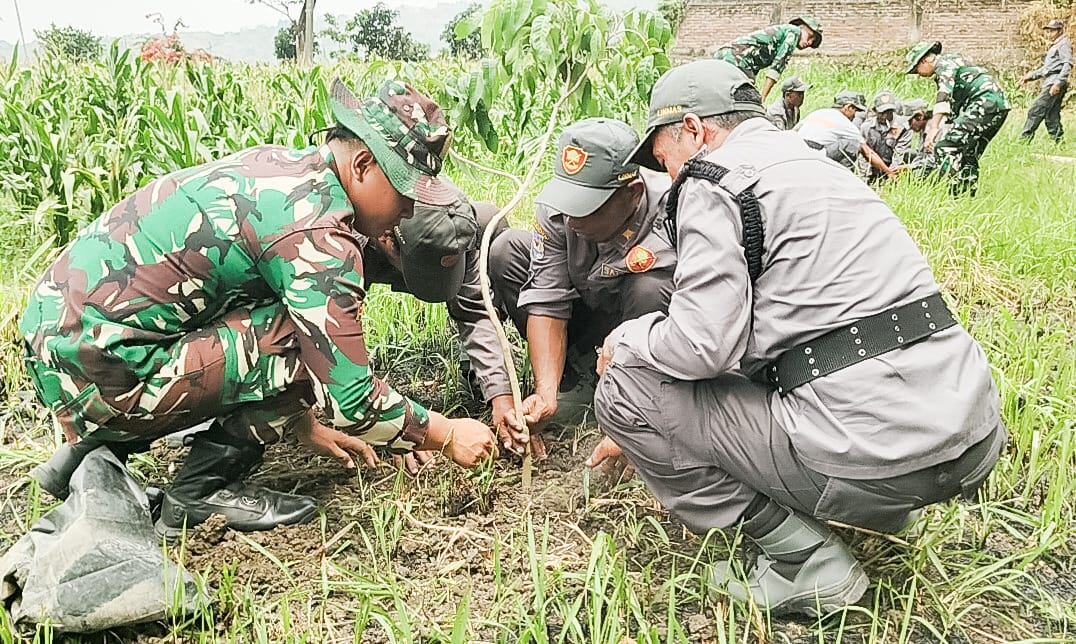 Sukseskan Program Unggulan KASAD, Satgas TMMD 125 Bojonegoro dan Warga Soko Tanam Ribuan Bibit Pohon Produktif