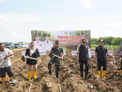 Dandim 0812 Lamongan dan Forkopimda serta Dinas Pertanian Gelar Tanam Perdana Bongkar Ratoon