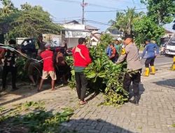 Polsek Paciran Evakuasi Pohon Tumbang di Jalan Raya Deandels, Arus Lalu Lintas Kembali Lancar
