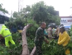 Koramil 0812/10 Babat dan Polsek Babat beserta Damkar Babat Evakuasi Pohon Tumbang di Pasar Agrobis