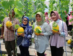 Akhir Tahun Harga Sering Meningkat, DKPP Surabaya Ajak Warga Budidaya Cabai dan Bawang
