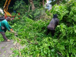 Pemkot Surabaya Gandeng Perguruan Tinggi Deteksi Pohon Rawan Tumbang