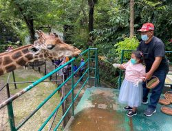 PDTS KBS Catat Lonjakan Pengunjung, Siapkan Pelepasliaran Komodo ke Habitat Asli