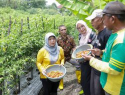 Kendalikan Inflasi Menjelang Ramadan, Pemkot Surabaya Gencarkan Panen Cabe Lokal
