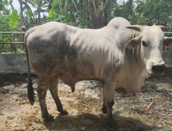 Tambakrejo Ditetapkan Sumber Bibit Sapi PO, Bojonegoro Perkuat Pemurnian Genetik Ternak