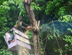 Pemkot Surabaya Siagakan Tujuh Rayon Taman Tangani Pohon Tumbang