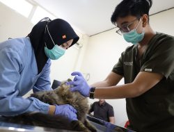 Sterilisasi Gratis Jadi Kado Ulang Tahun Surabaya ke-733, DKPP Siapkan Kuota 100 Kucing Lokal