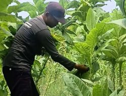 Petani Tembakau Bojonegoro Dapat Pendampingan GAP untuk Tingkatkan Produktivitas