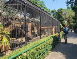 KBS Pastikan Seluruh Satwa Sehat, Perawatan Mengacu Prinsip Animal Welfare