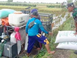 Danramil dan Babinsa Babat Hadiri Tasyakuran Wiwit dan Terjun Langsung Memanen Padi Bersama Petani