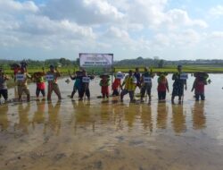 Babinsa Koramil 0812/19 Laren Turun ke Sawah Dampingi Petani Brangsi Tanam Padi