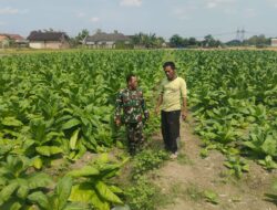 Babinsa Koramil 0812/06 Ngimbang Turun Ke Sawah, dampingi Petani Tembakau di Wilayah Binaan