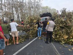 Polsek Mantup Bersama Warga Evakuasi Pohon Tumbang di Jalan Raya
