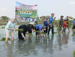 Babinsa Koramil 0812/20 Karangbinangun Bersama Tim Ketahanan Pangan Dampingi Gertam di Sambopinggir