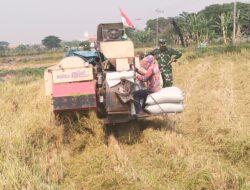 Babinsa Koramil 0812/20  Karangbinangun Dampingi Petani Panen Padi 
