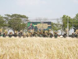 Kodim 0812/Lamongan Gelar Panen Raya Padi PMJ 02 di Kompi Produksi