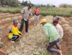 Sinergi TNI, Petani, dan Pemerintah Wujudkan Swasembada Pangan di Solokuro